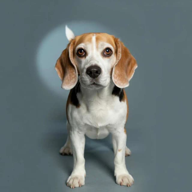 Beagle Dog