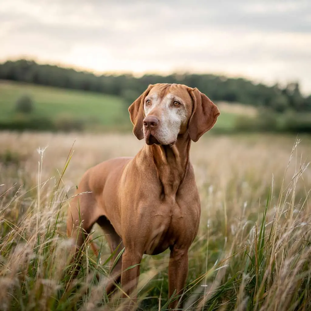 Dog food packaging vs personalized feeding recommendations