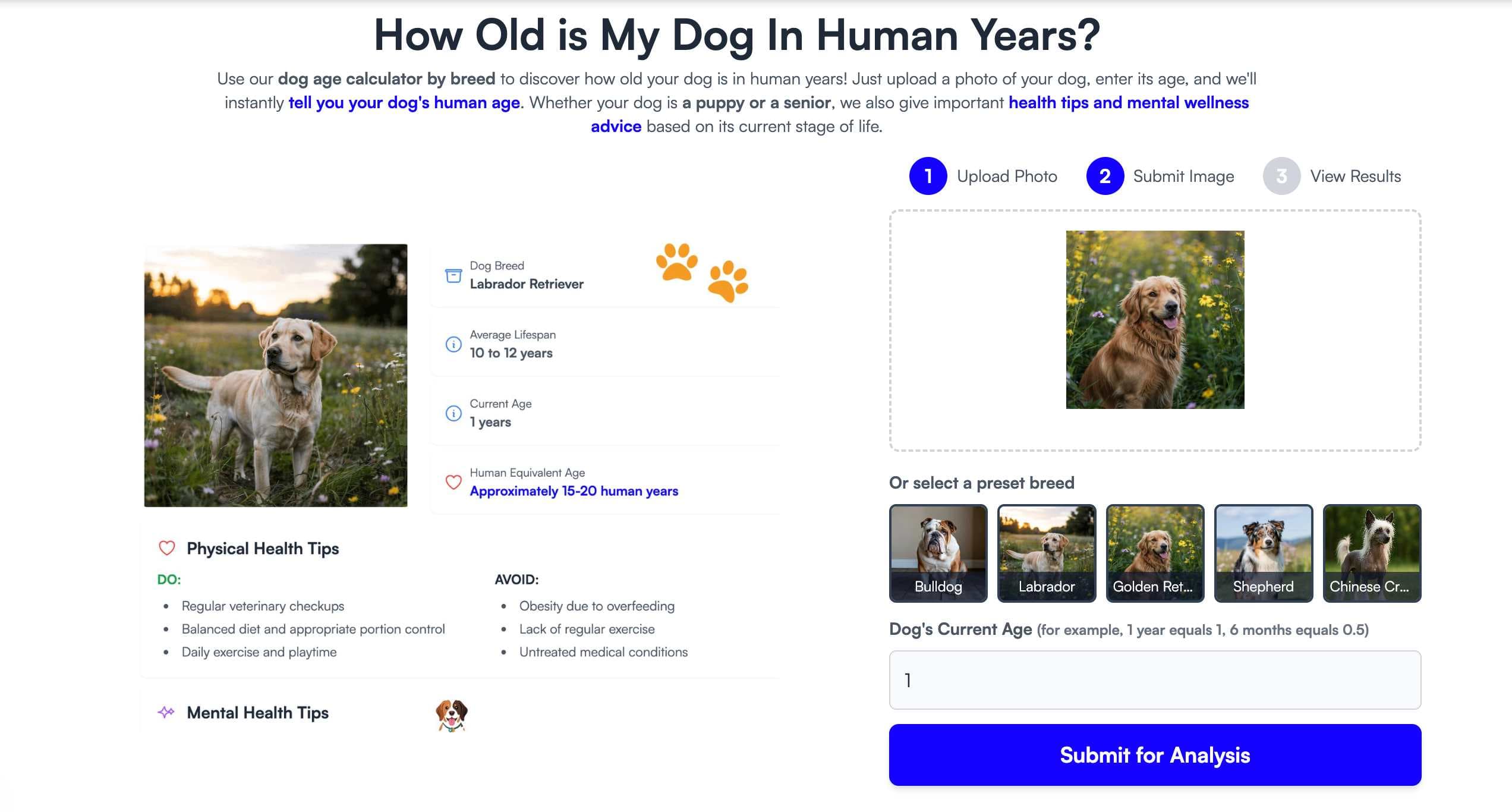 AI Dog Age Calculator