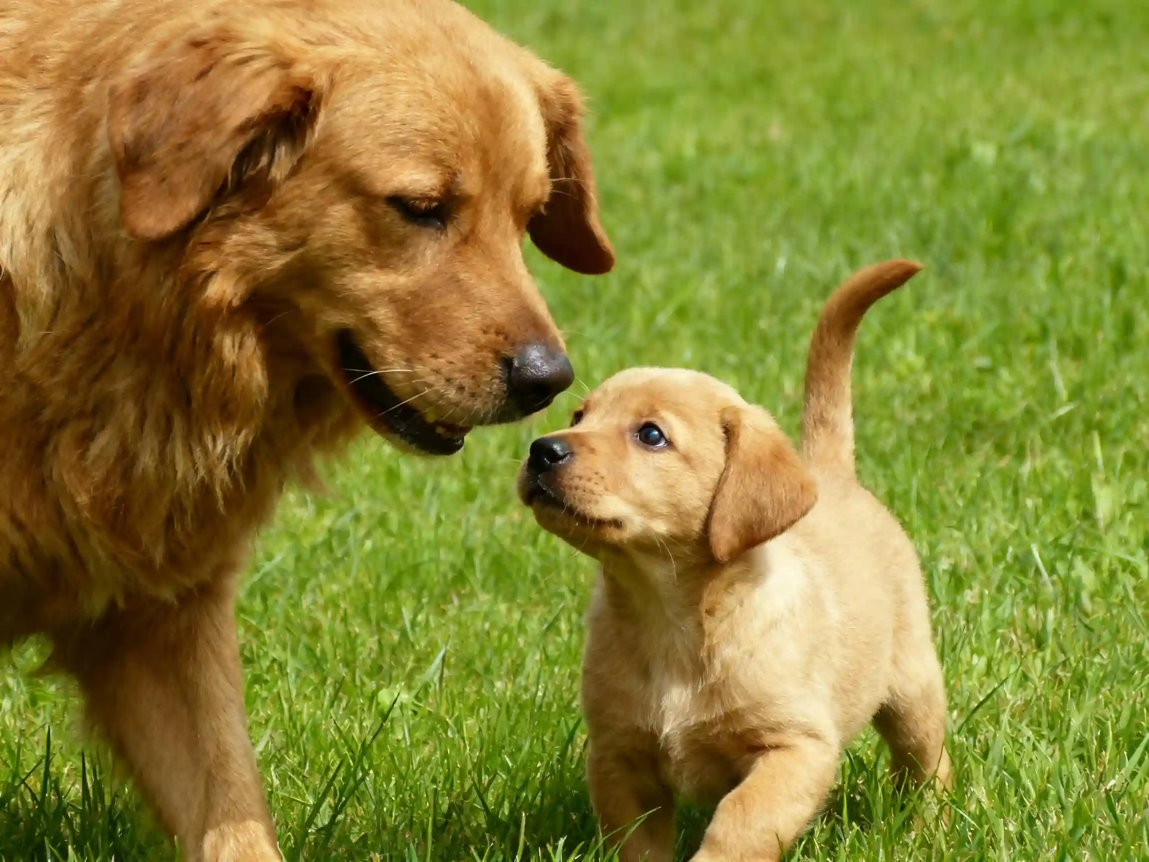 犬の妊娠カレンダー