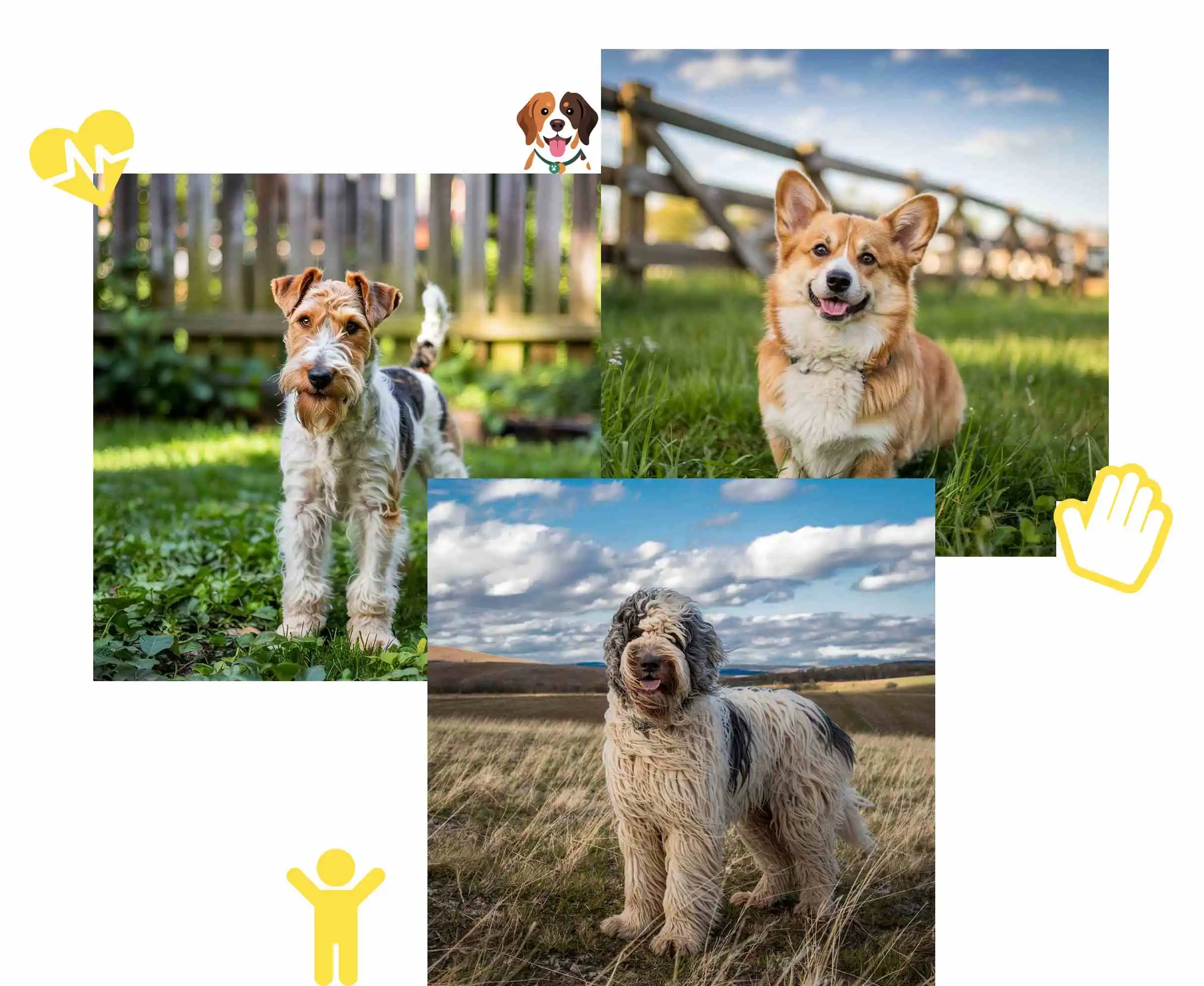 Dog showing breed-specific behavior